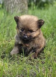 car_main_img_/media/ap_media/pets/WSASTTWUTNDG192713.webp.250x250_q85.webp