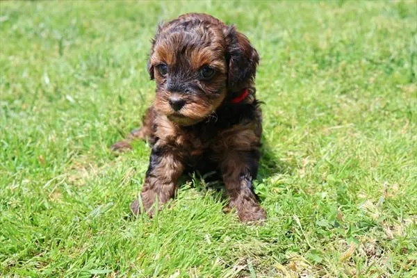Male Yorkie-Poo puppy named Chase for sale at Pet Express Braintree.
