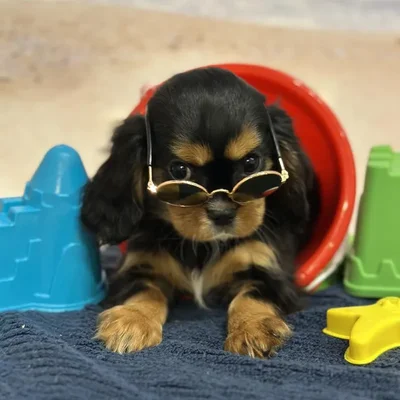 Female Cavalier King Charles Spaniel Puppy for Sale in Braintree, MA