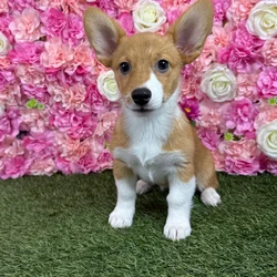 Female Pembroke Welsh Corgi puppy named Raya for sale at Pet Express Braintree.
