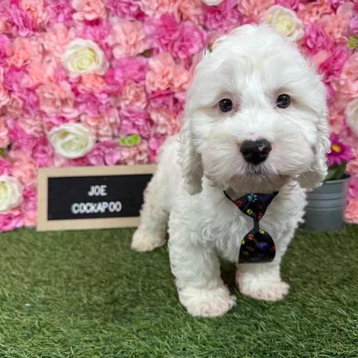 Male Cockapoo puppy named Joe for sale at Pet Express Braintree.