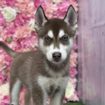 Male Siberian Husky Puppy for Sale in Saugus, MA