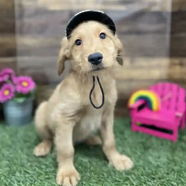 Male Golden Retriever Puppy for Sale in Braintree, MA