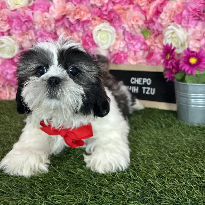 Male Shih Tzu puppy named Chepo for sale at Pet Express Braintree.