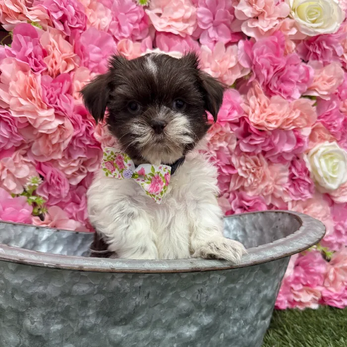 Male Shih Tzu Puppy for Sale in Braintree, MA