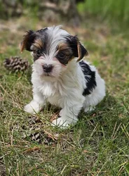 car_main_img_/media/ap_media/pets/WUNZOHLIUFLV188782.webp.250x250_q85.webp