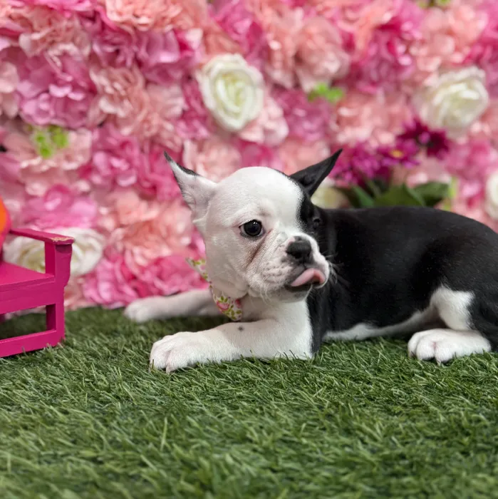 Male Froston Puppy for Sale in Braintree, MA