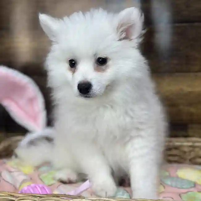 Female American Eskimo Puppy for Sale in Saugus, MA