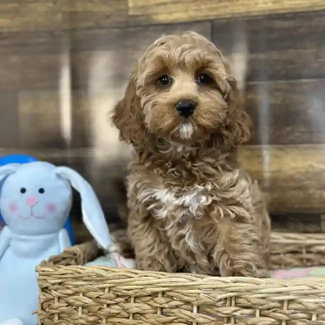Female Cockapoo Puppy for Sale in Saugus, MA