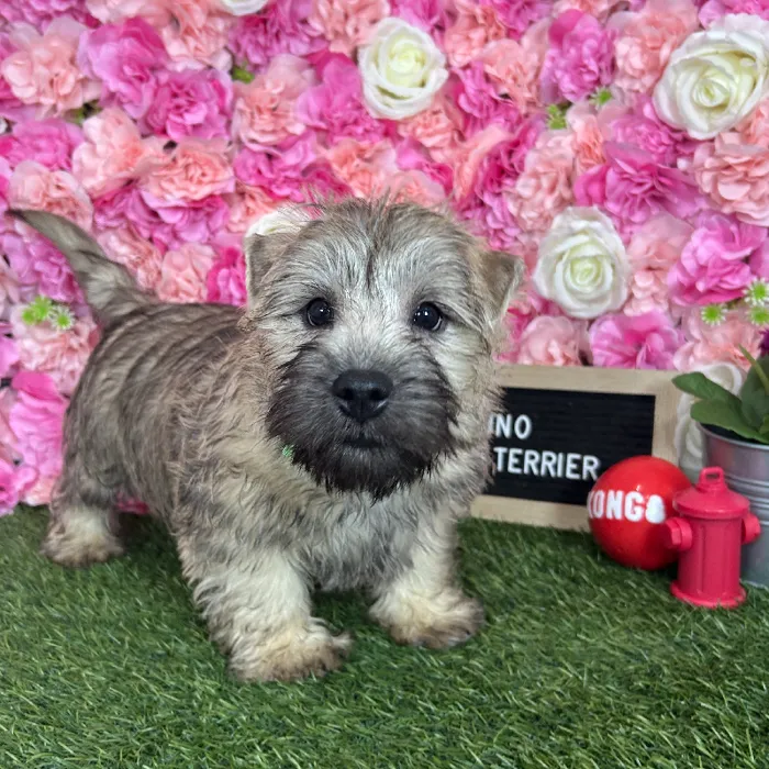 Male Cairn Terrier puppy named Bruno for sale at Pet Express Braintree.