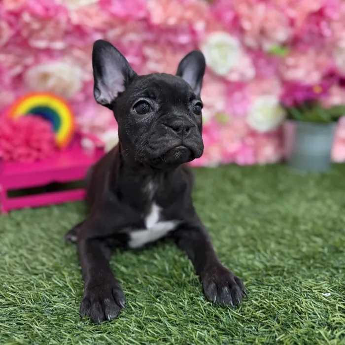 Female Froston Puppy for Sale in Braintree, MA