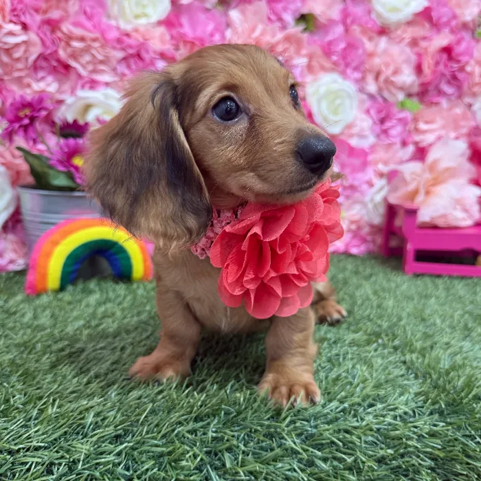 Female Dachshund Puppy for Sale in Braintree, MA
