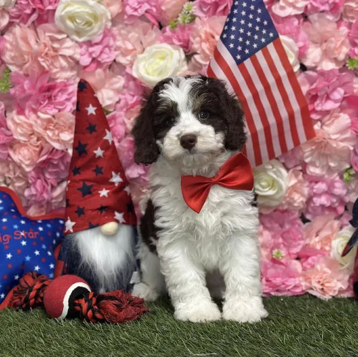 Male Mini Bernedoodle 2nd Gen Puppy for Sale in Saugus, MA