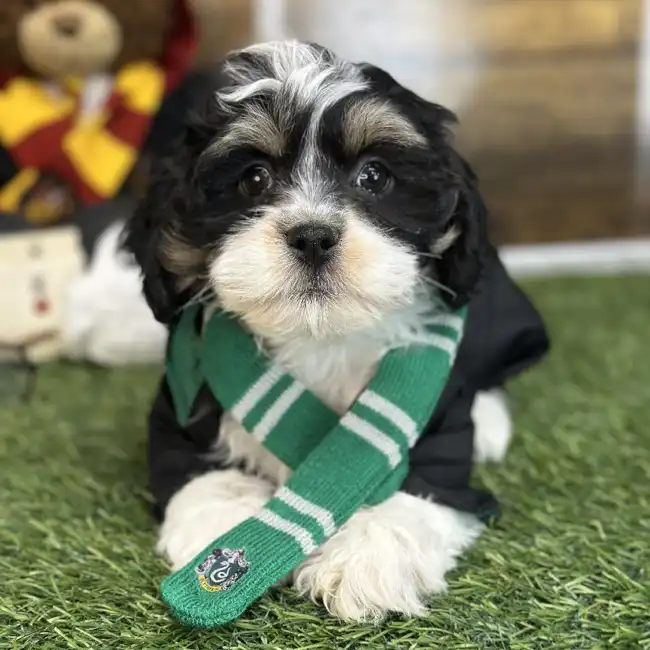 Male Lhasa-Poo Puppy for Sale in Saugus, MA