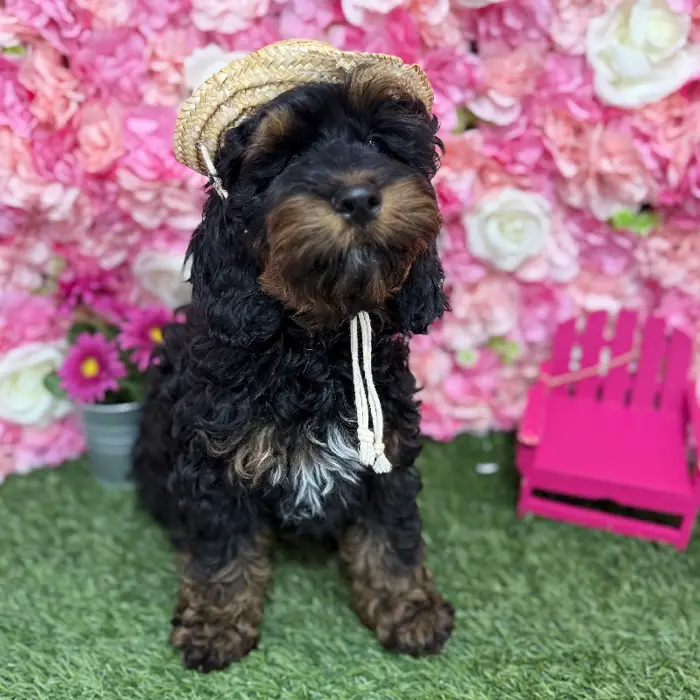 Male Cockapoo Puppy for Sale in Braintree, MA