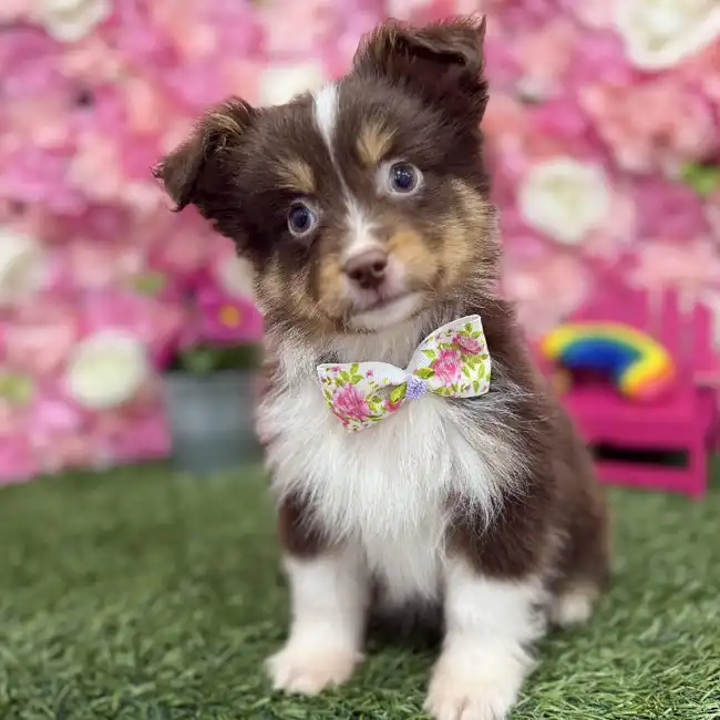 Male Toy Australian Shepherd Puppy for Sale in Braintree, MA
