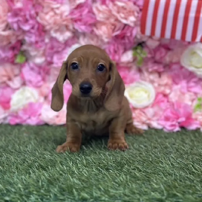 Male Dachshund Puppy for Sale in Saugus, MA