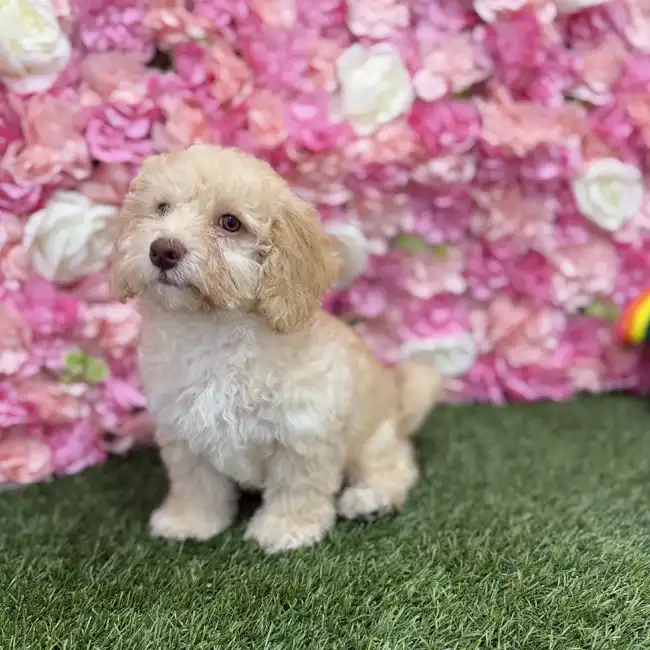 Female Mini NewfyPoo Puppy for Sale in Braintree, MA