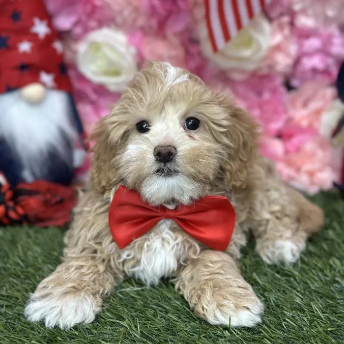 Male Malti-Poo Puppy for Sale in Saugus, MA