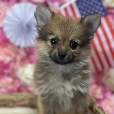 Female Pomeranian Puppy for Sale in Saugus, MA