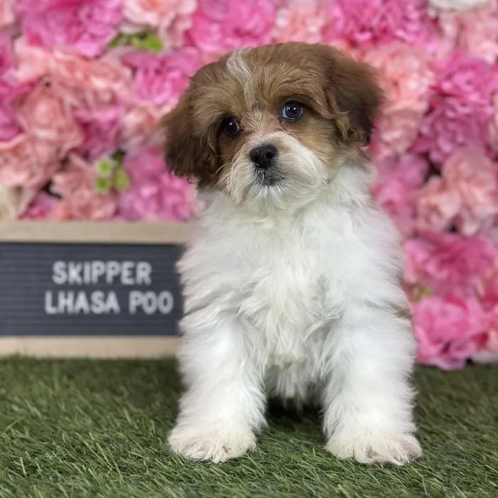 Male Lhasa-Poo puppy named Skipper for sale at Pet Express Saugus.