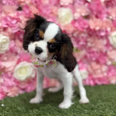 Male Cavalier King Charles Spaniel Puppy for Sale in Braintree, MA