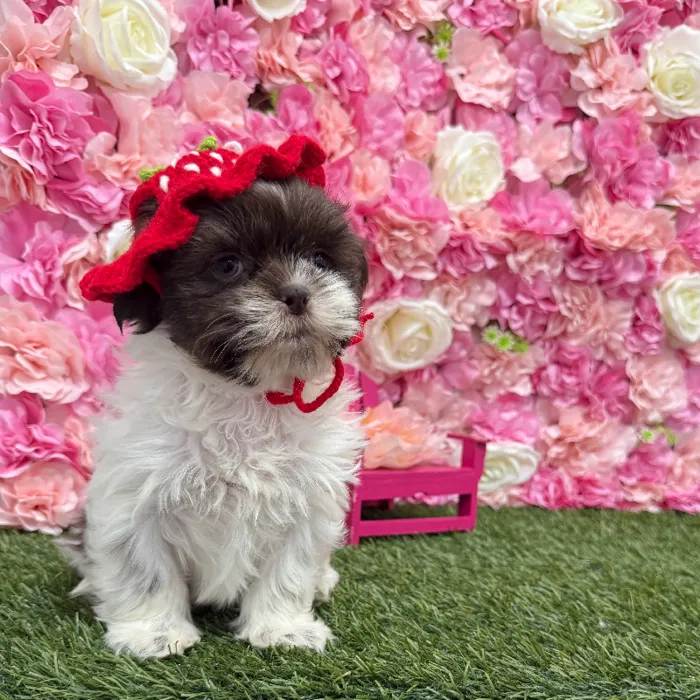 Male Shih Tzu Puppy for Sale in Braintree, MA