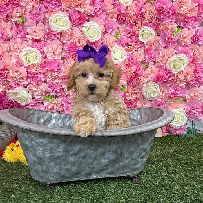 Female Bichon-Poodle puppy named Bonnie for sale at Pet Express Braintree.