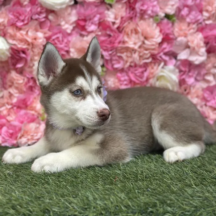 Female Siberian Husky Puppy for Sale in Saugus, MA