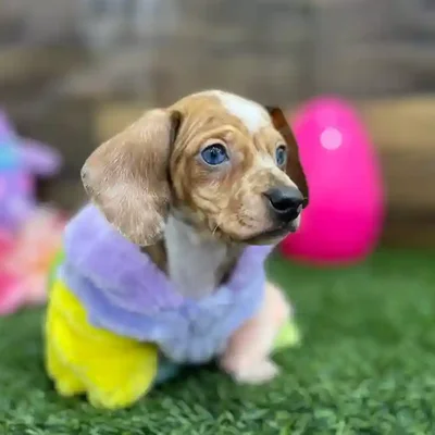 Female Dachshund Puppy for Sale in Braintree, MA