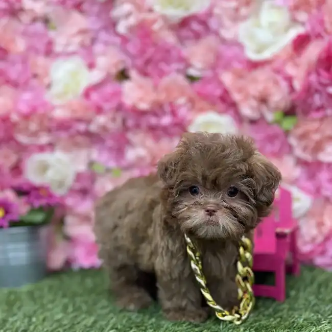 Male Shih-Poo Puppy for Sale in Braintree, MA