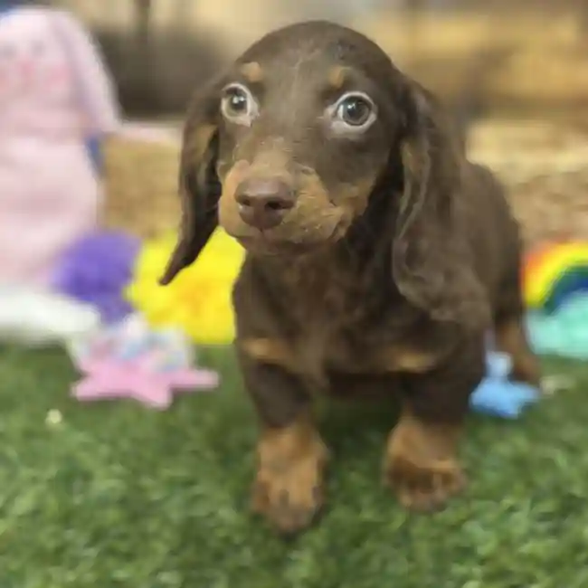Male Dachshund Puppy for Sale in Saugus, MA