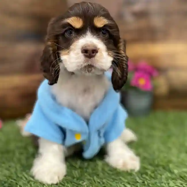 Male Cocker Spaniel Puppy for Sale in Braintree, MA