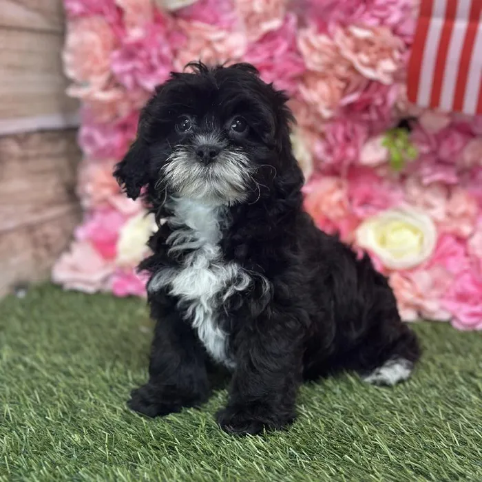Female Lhasa-Poo Puppy for Sale in Saugus, MA