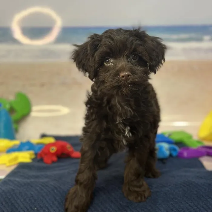 Male Havapoo Puppy for Sale in Saugus, MA