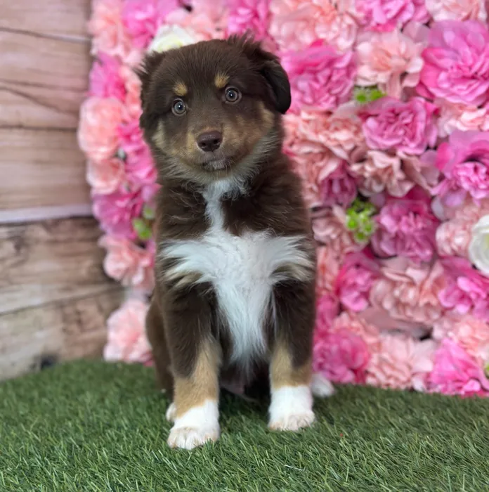 Male Miniature Australian Shepherd puppy named Broccoli for sale at Pet Express Saugus.