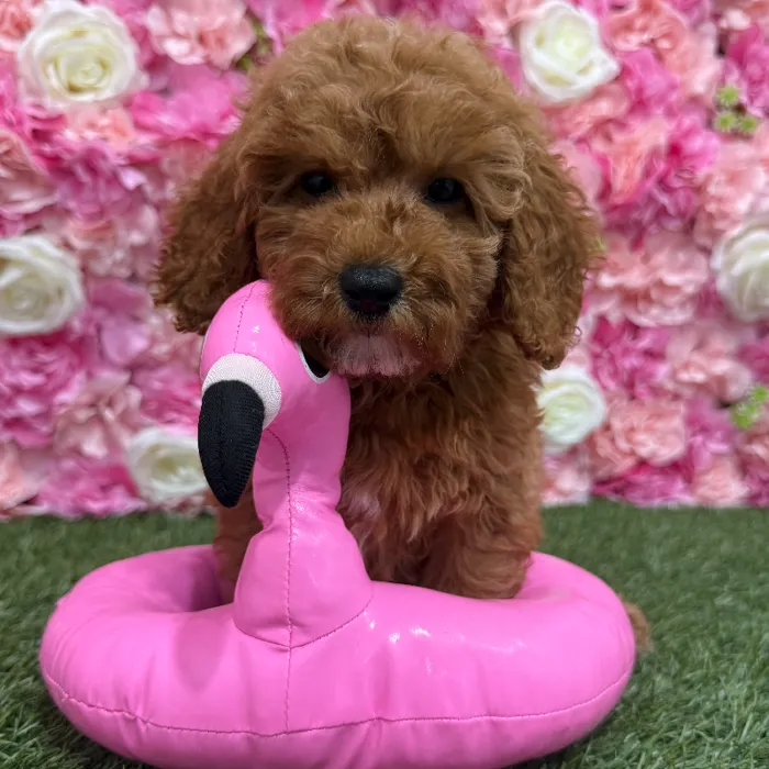 Male Poodle Moyen (Medium) Puppy for Sale in Braintree, MA