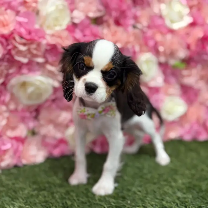 Male Cavalier King Charles Spaniel Puppy for Sale in Braintree, MA