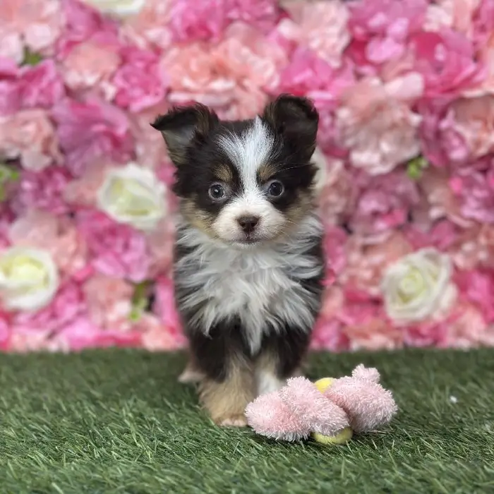 Female Toy Australian Shepherd Puppy for Sale in Braintree, MA