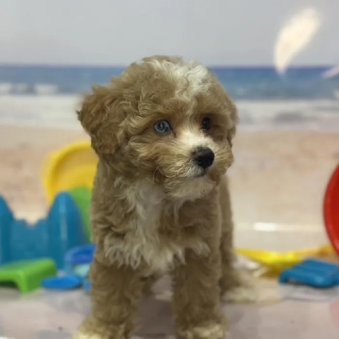 Male Mini Goldendoodle 2nd Gen Puppy for Sale in Saugus, MA