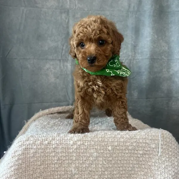 Male Poodle (Mini) puppy named Toni for sale at Pet Express Braintree.