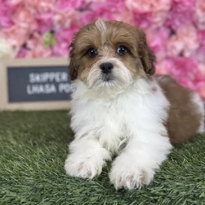 Male Lhasa-Poo puppy named Skipper for sale at Pet Express Saugus.