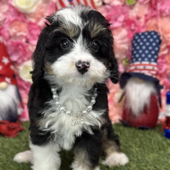 Female Mini Bernedoodle 2nd Gen Puppy for Sale in Saugus, MA