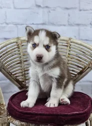 car_main_img_/media/ap_media/pets/XBGHAWGYEGFP188780.webp.250x250_q85.webp