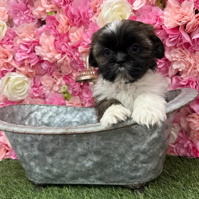 Male Shih Tzu Puppy for Sale in Braintree, MA