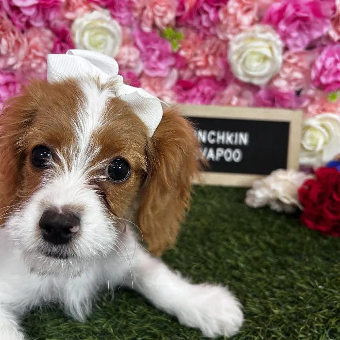 Female Cavapoo puppy named Munchkin for sale at Pet Express Braintree.