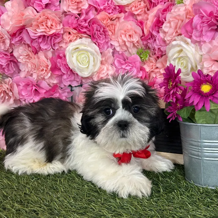 Male Shih Tzu puppy named Chepo for sale at Pet Express Braintree.