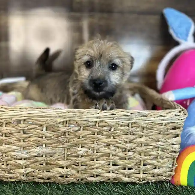 Male Cairn Terrier Puppy for Sale in Saugus, MA