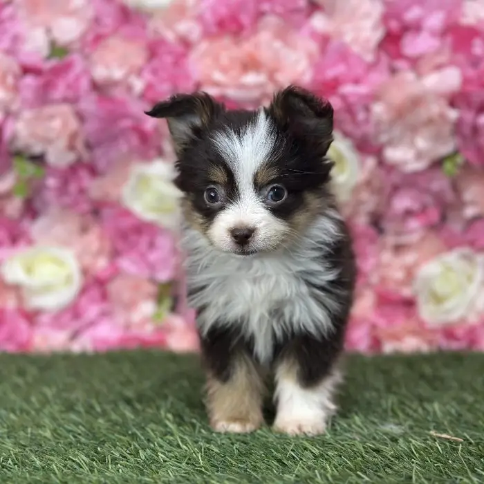 Female Toy Australian Shepherd Puppy for Sale in Braintree, MA
