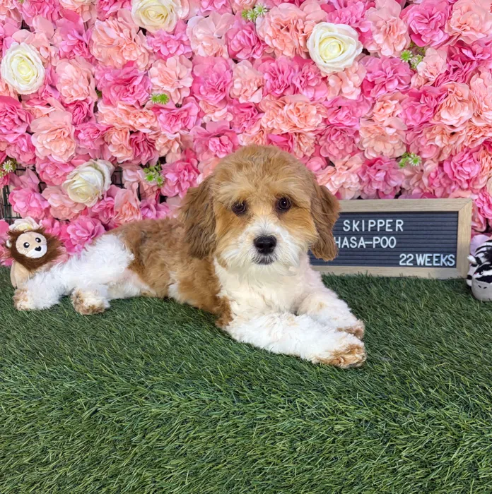 Male Lhasa-Poo puppy named Skipper for sale at Pet Express Saugus.